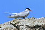 Arctic Tern